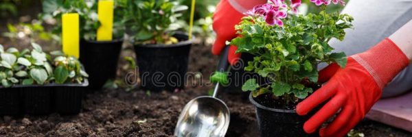 gardener-woman-planting-flowers-her-garden-garden-maintenance-hobby-concept-gardener-woman-planting-flowers-her-garden-139052485