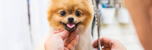 Pomeranina pet groomer grooming dog.