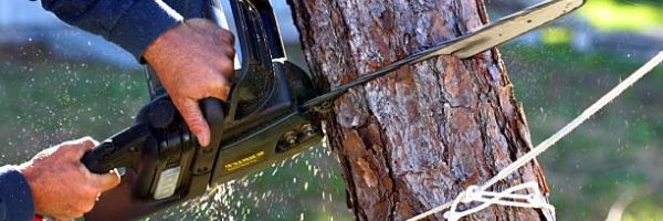 An electric chainsaw is being used to cut down a tree that was killed by a hurricane in Florida.